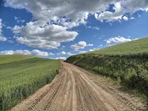 Images Dated 6th January 2021: USA, Washington State, Palouse, Country Backroad through Spring wheat fields