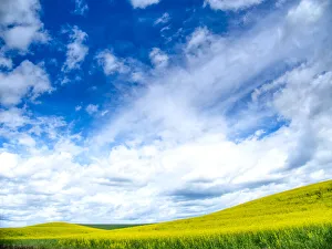 Images Dated 6th January 2021: USA, Washington State, Palouse, Spring canola field with beautiful clouds
