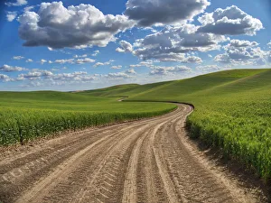 Images Dated 6th January 2021: USA, Washington State, Palouse, Country Backroad through Spring wheat fields