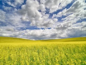 Images Dated 6th January 2021: USA, Washington State, Palouse, Spring canola field with beautiful clouds