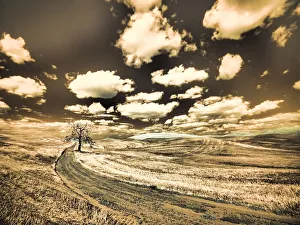 Images Dated 13th September 2021: USA, Washington State, Palouse. Country backroad with lone tree