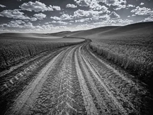 USA, Washington State, Palouse. Country backroad through spring crops