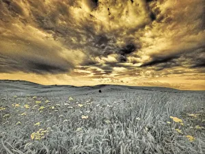 USA, Washington State, Palouse. Spring Poppies and wheat field and clouds