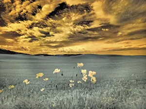 USA, Washington State, Palouse. Spring Poppies and wheat field and clouds