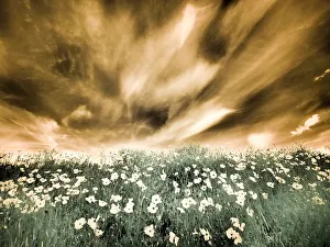 Images Dated 13th September 2021: USA, Washington State, Palouse. Spring Poppies and Backcountry road through wheat field