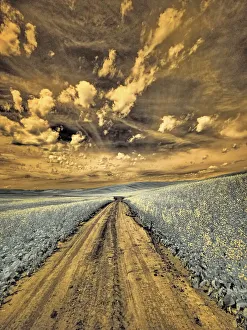 USA, Washington State, Palouse. Backcountry road through canola field and clouds