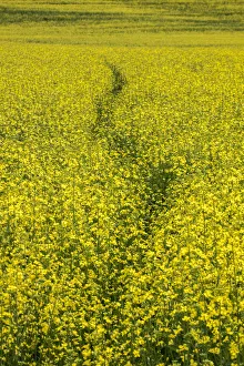 Canola Prints: USA, Washington State, Palouse. Path running through a field of yellow canola