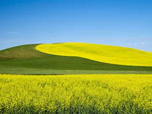 Images Dated 11th October 2021: USA, Washington State, Palouse. Field of canola and wheat in full bloom