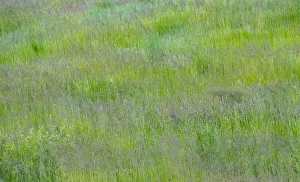 New Images August 2022 Prints: USA, Washington State, Palouse, Eastern Washington. Green grass field