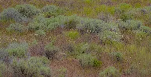 New Images August 2022 Prints: USA, Washington State, Palouse, Colfax and field of sagebrush