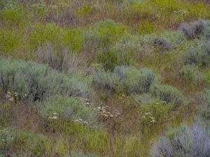 USA, Washington State, Palouse, Colfax and field of sagebrush