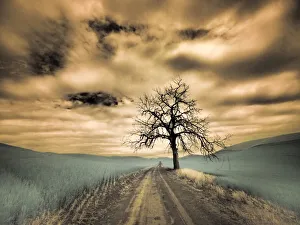New Images August 2022 Prints: USA, Washington State, Palouse. Infrared of lone tree along side country road