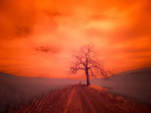 Images Dated 1st June 2022: USA, Washington State, Palouse. Infrared of lone tree along side country road