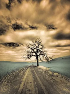 Images Dated 1st June 2022: USA, Washington State, Palouse. Infrared of lone tree along side country road