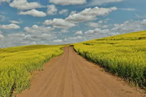 Images Dated 13th June 2022: USA, Washington State, Palouse. Springtime landscape dirt roadway and Canola fields
