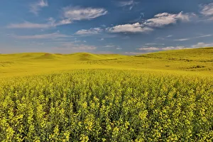 Images Dated 13th June 2022: USA, Washington State, Palouse. Springtime landscape and Canola fields