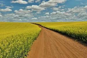 Images Dated 22nd June 2021: USA, Washington State, Palouse. Springtime landscape dirt roadway and Canola fields