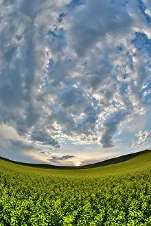 Images Dated 13th June 2022: USA, Washington State, Palouse. Springtime landscape and Canola fields