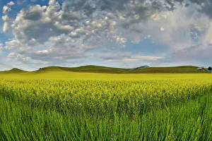 Images Dated 13th June 2022: USA, Washington State, Palouse. Springtime landscape and Canola fields