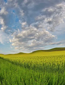 Images Dated 13th June 2022: USA, Washington State, Palouse. Springtime landscape and Canola fields