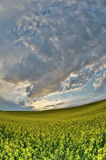 Images Dated 13th June 2022: USA, Washington State, Palouse. Springtime landscape and Canola fields
