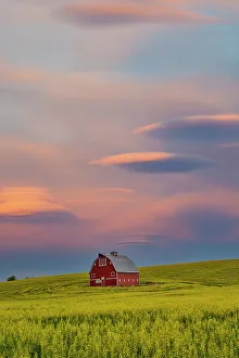 Canola Prints: USA, Washington State, Palouse