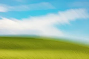 Wheat Prints: USA, Washington State, Palouse. Pullman. Green wheat fields and blue sky