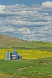 Palouse Prints: USA, Washington State, Palouse. Canola field surrounding silos. (Editorial Use Only)