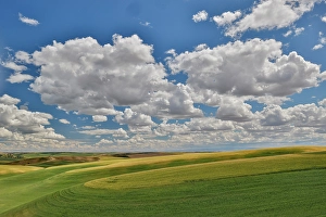 Palouse Prints: USA, Washington State, Palouse. Rolling hills with winter and spring wheat
