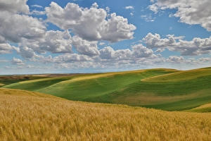 Palouse Prints: USA, Washington State, Palouse. Rolling hills with winter and spring wheat