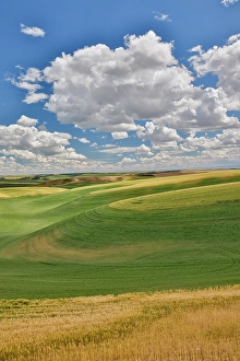 Palouse Prints: USA, Washington State, Palouse. Rolling hills with winter and spring wheat