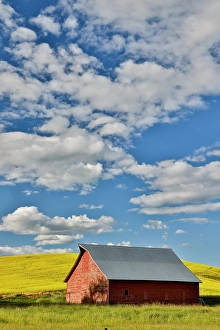 Palouse Prints: USA, Washington State, Palouse. Canola field and red barn. (Editorial Use Only)