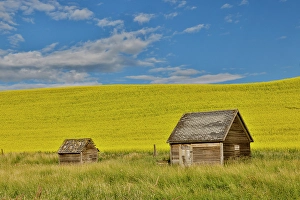 Palouse Prints: USA, Washington State, Palouse. Canola field and wooden shed