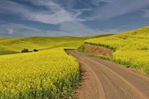 Palouse Prints: USA, Washington State, Palouse. Dirt road cutting through canola field