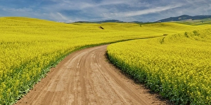 Palouse Prints: USA, Washington State, Palouse. Dirt road cutting through canola field