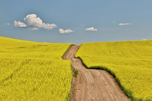 Palouse Prints: USA, Washington State, Palouse. Dirt road cutting through canola field