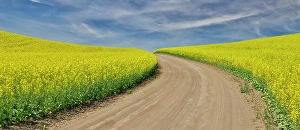 Palouse Prints: USA, Washington State, Palouse. Dirt road cutting through canola field