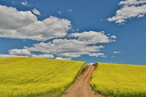 Palouse Prints: USA, Washington State, Palouse. Dirt road cutting through canola field