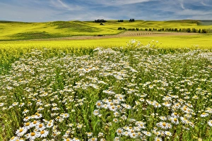Palouse Prints: USA, Washington State, Palouse. Canola field and white daisies along side of road