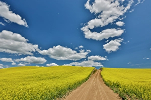 Palouse Prints: USA, Washington State, Palouse. Dirt road cutting through canola field