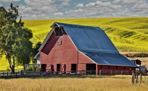 Palouse Prints: USA, Washington State, Palouse. Canola field and red barn. (Editorial Use Only)