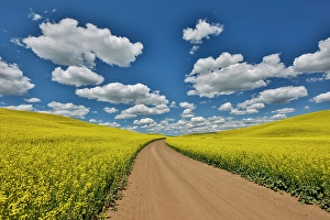 Palouse Prints: USA, Washington State, Palouse. Dirt road cutting through canola field