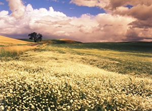 Loneliness Prints: USA, Washington State, Palouse Area, Oxeye Daises (Leucenthemum Vulgare) with oak