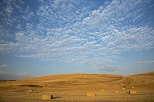 Harvest Prints: USA, Washington State, Palouse. Bales of straw in field