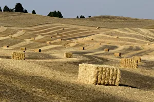 Images Dated 13th August 2015: USA, Washington State, Palouse. Bales of straw in field