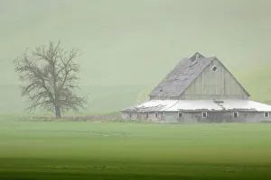 Landscape Prints: USA, Washington State, Palouse. Barn and tree in fog
