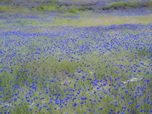 New Images August 2022 Prints: USA, Washington State, Palouse blue bachelor buttons in large field near Winona