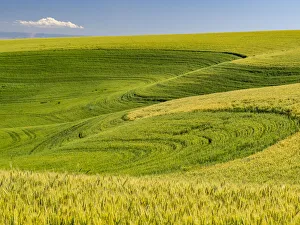 New Images August 2022 Prints: USA, Washington State, Palouse canola field with near Colfax