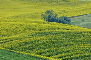 Palouse Prints: USA, Washington State, Palouse. Canola fields