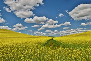 Palouse Prints: USA, Washington State, Palouse. Canola fields